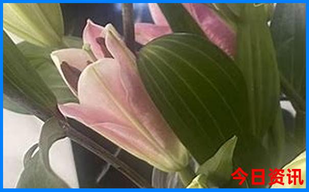 杨梅坑一日游最佳路线